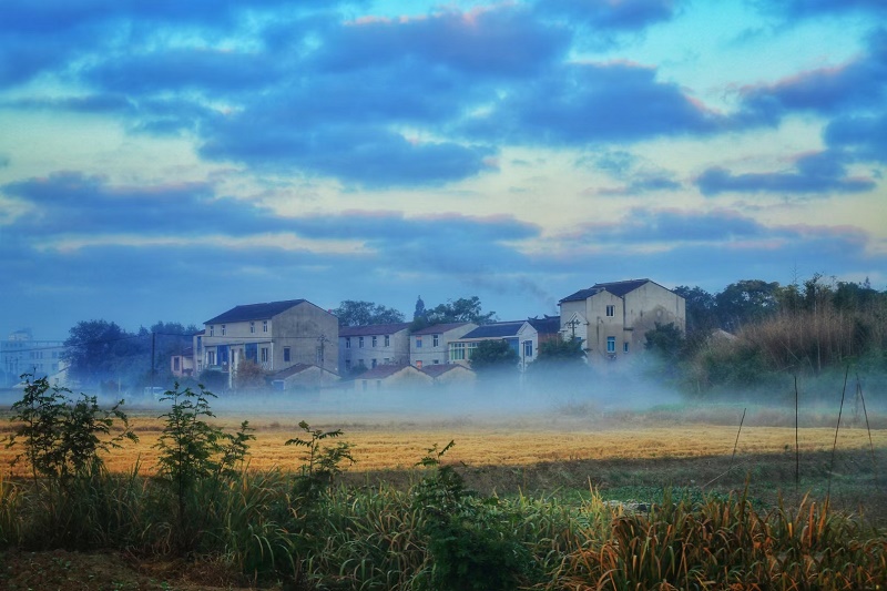 雾霭沉沉稻陇黄（苏州市相城区审计局 王静霞）.jpg