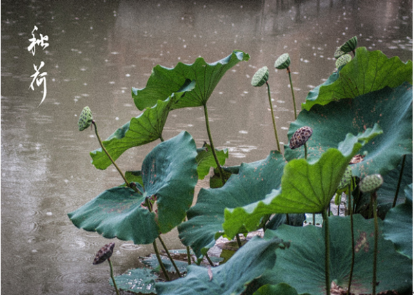 雨打秋荷